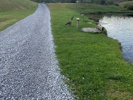 Walkie the goose