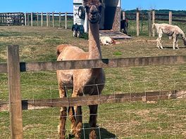 Llama thinking about spitting! ;)