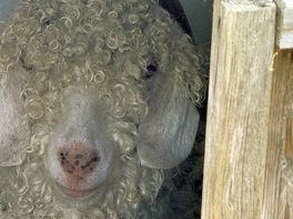 Sheep in its hut
