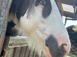 Horse at campsite