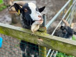 Visiting the goats on our morning stroll.