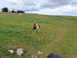 🐎