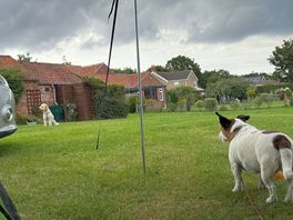 The doggies