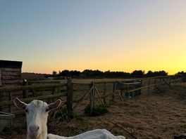 Sunset goat