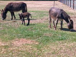 Basil and family
