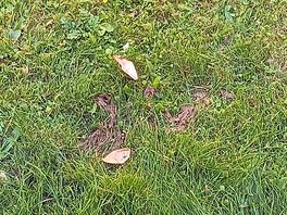 Dog mess