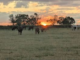 Sunset over the neighbouring field