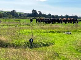 Cows make an appearance