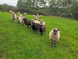 Sheep coming to say hello