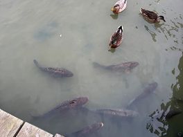 So many ducks and fish ….. kids loved it!