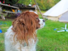Campsite