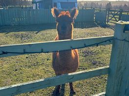 Morning visitor