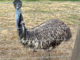 The emu