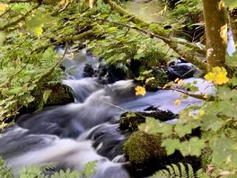 Rapids on the river, as seen from the trail above the campsite