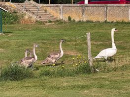 This swan and her cygnets were regular visitors.