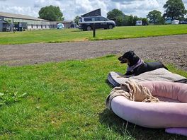 Dog chilling on pitch