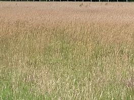 Hay field