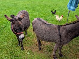 The donkeys were so friendly and our kids loved stroking them.