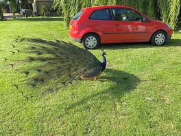 Peacock opened up