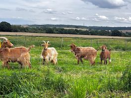 Goats over at the main farm
