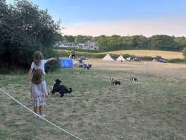 Dogs