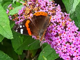 Butterflies and lovely flowers on site.