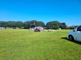 Farmer moving the rams through the camping area 😀