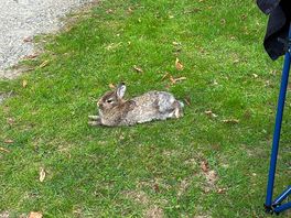 Friendly wildlife all around the site