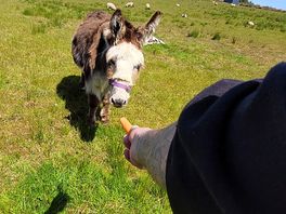 The delightful donkey, a bit shy but very handsome
