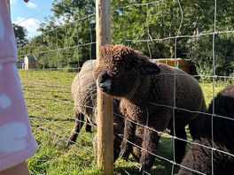More sheep
