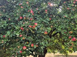 Apple trees