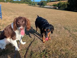 The massive dog park on site