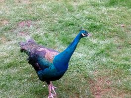 Peacocks roam free