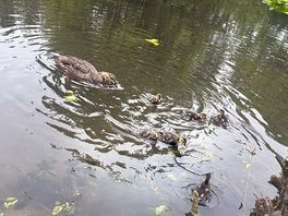 Duck with her ducklings at one of the campsite ponds.we counted 17 ducks one day which was lovely