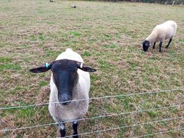 Sheep in field