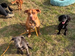 4 dogs in tow!