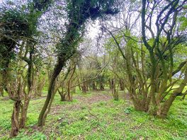 Private woodland area on the site
