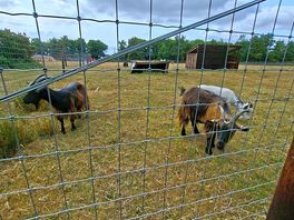 Farm animals