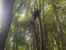 Lots of tree climbing
