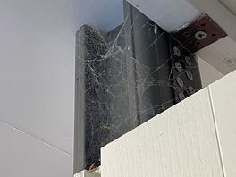 Cobwebs galore