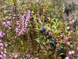 Plenty of blueberries in hafren forest