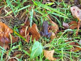 Small frog on the pitch