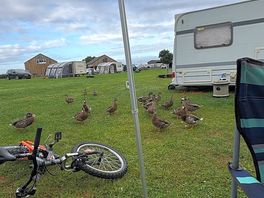 Duck army!