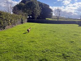 Great dog exercise area