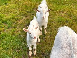 Goats and sheep on the site