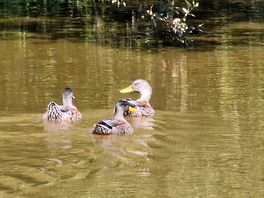 Duckies