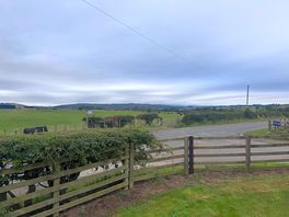 Cows