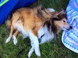 Even our dog was ultra chilled after one night