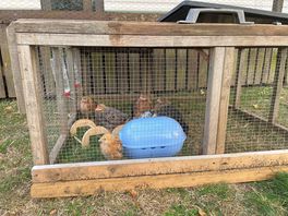 Chicks