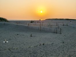 Barmouth beech